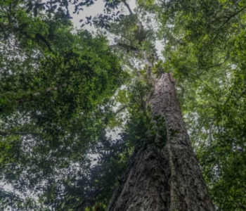 une équipe de scientifiques a atteint le plus grand arbre jamais découvert dans la forêt amazonienne