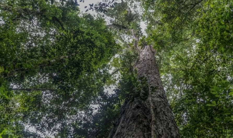 une équipe de scientifiques a atteint le plus grand arbre jamais découvert dans la forêt amazonienne