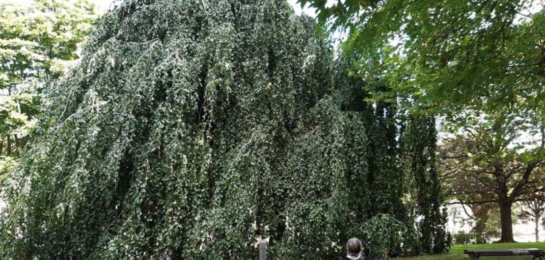 Le hêtre pleureur du parc Richelieu de Bagneux est estimé à 73 480 € selon le barème de l'arbre, outil pour connaître la valeur des arbres et évaluer les dégâts d'une potentielle dégradation.