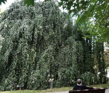 Le hêtre pleureur du parc Richelieu de Bagneux est estimé à 73 480 € selon le barème de l'arbre, outil pour connaître la valeur des arbres et évaluer les dégâts d'une potentielle dégradation.